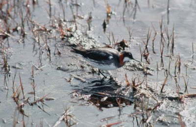 Falaropo beccosottile Falaropo beccosottile