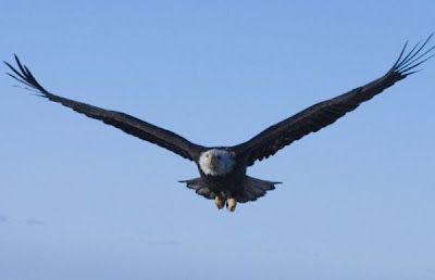 Bald Eagle Bald Eagle