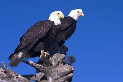 Bald Eagle Bald Eagle