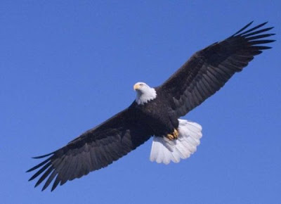 Bald Eagle Bald Eagle