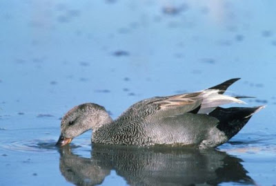 Canapiglia Canapiglia