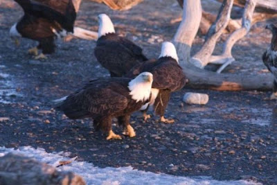 Bald Eagle Bald Eagle