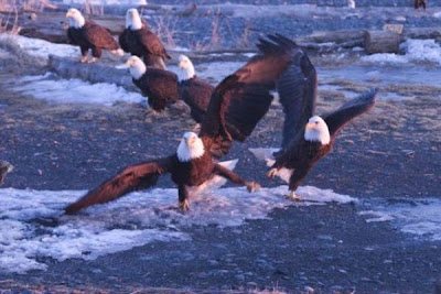 Bald Eagle Bald Eagle