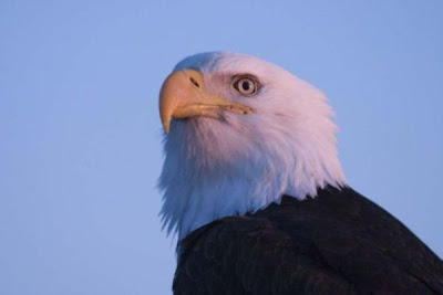 Bald Eagle Bald Eagle