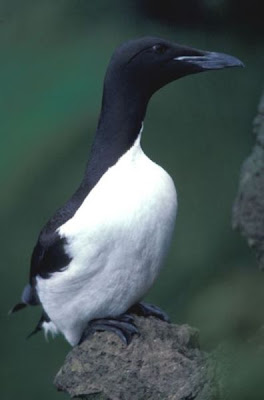 Guillemot de Br�nnich
