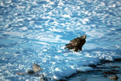 Bald Eagle Bald Eagle