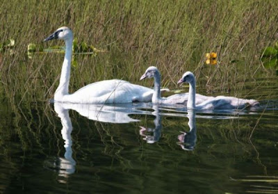 Cigno selvatico Cigno selvatico