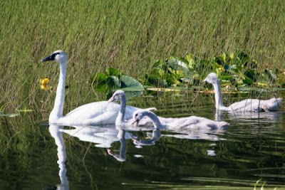 Cigno selvatico Cigno selvatico