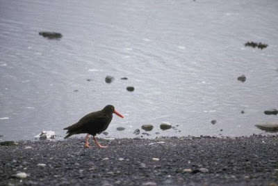 Haematopus bachmani,
Black Oystercatcher,
Ostrero negro