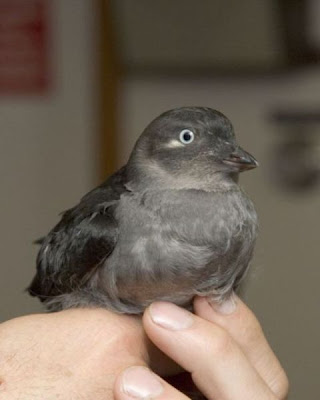 Aethia pygmaea,
Whiskered Auklet Aethia pygmaea,
Whiskered Auklet
