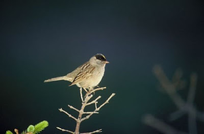 Basileuterus culicivorus,
Chipe corona dorada,
Golden-crowned Warbler,
Stripe-crowned Warbler
