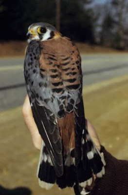 Falco sparverius,
American Kestrel,
Buntfalke,
Cern&iacute;calo americano,
Cern&Yacute;calo americano,
cr&eacute;cerelle d'Am&eacute;rique,
cr&Uacute;cerelle d'Am&Uacute;rique,
Gheppio americano,
Quiriquiri