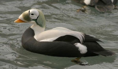 Eider-de-lunetas Eider-de-lunetas