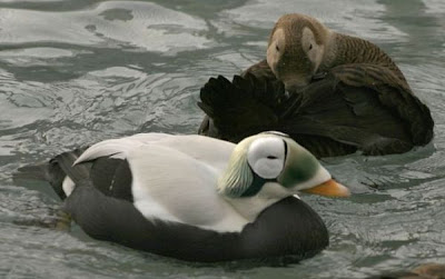 Eider-de-lunetas Eider-de-lunetas