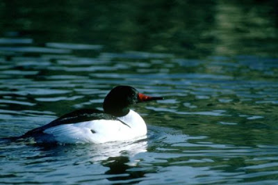 Common Merganser Common Merganser