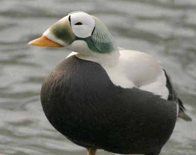 Eider-de-lunetas Eider-de-lunetas