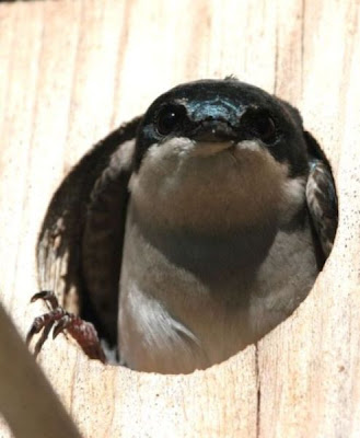 Tachycineta bicolor,
Andorinha-das-&aacute;rvores,
Golondrina bicolor,
hirondelle bicolore,
Rondine arboricola bicolore,
Sumpfschwalbe,
Tree Swallow