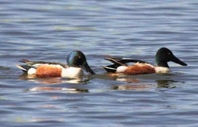 Canard souchet Canard souchet