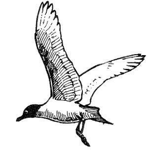 Franklin's Gull