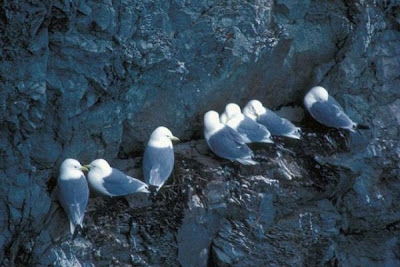 Black-legged Kittiwake Black-legged Kittiwake