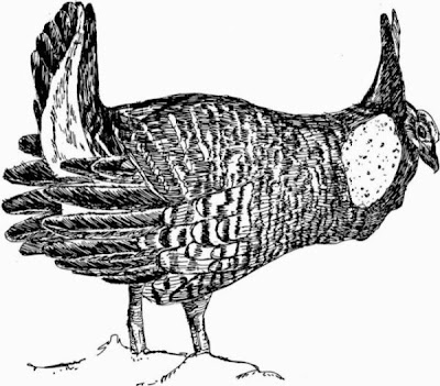 Greater Prairie-Chicken