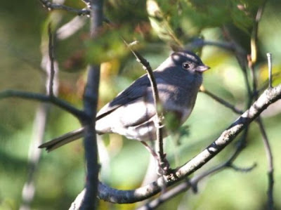 Junco hyemalis,
Dark-eyed Junco,
junco ardois&eacute;,
junco ardois&Uacute;,
Junco occhiscuri,
Junco ojo oscuro,
Junco Pizarroso,
Junko