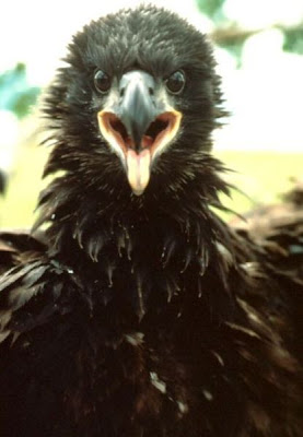 Bald Eagle Bald Eagle