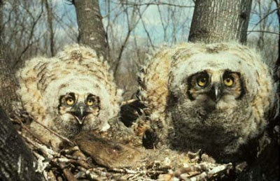 Bubo virginianus,
Búho cornudo,
grand-duc d'Amérique,
Great Horned Owl Bubo virginianus,
Búho cornudo,
grand-duc d'Amérique,
Great Horned Owl