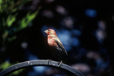 Cassin's Finch Cassin's Finch