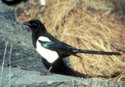 Black-billed Magpie