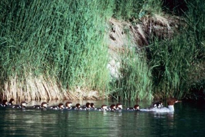 Common Merganser Common Merganser