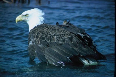 Haliaetus leucocephalus