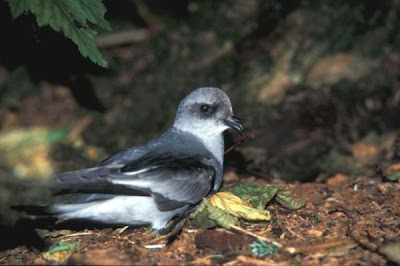 Oceanodroma furcata,
Fork-tailed Storm Petrel,
Fork-tailed Storm-Petrel,
Oc&eacute;anite &agrave; queue fourchue,
Oc&Uacute;anite &Oacute; queue fourchue