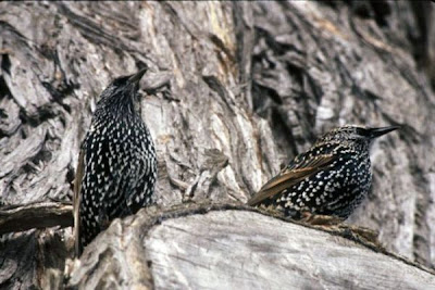 Common Starling Common Starling