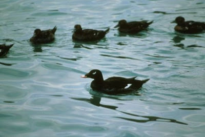 Velvet Scoter