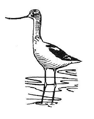 Avocette d'Am�rique