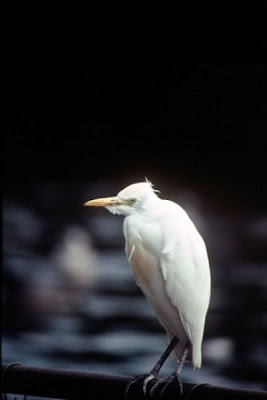 Bubulcus ibis,
Airone guardabuoi,
Cattle Egret,
Garca-vaqueira,
Garcilla Bueyera,
Garza ganadera,
h&eacute;ron garde-boeufs,
Kuhreiher