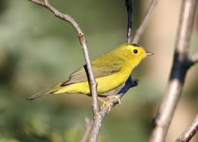 Image of Wilson's Warbler