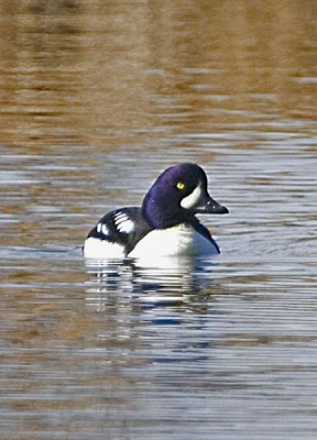 Image of Barrow's Goldeneye Drake