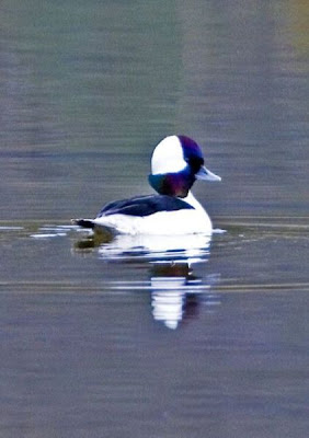 Image of Bufflehead Drake