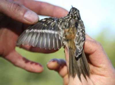 Image of Brown Creeper