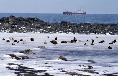 Image of King Eiders - oiled with freighter