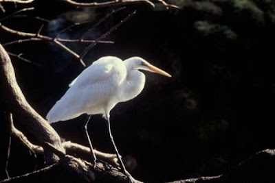 Image of Great Egret