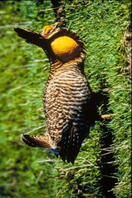 Image of Attwater's Prairie Chicken