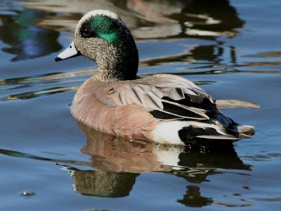 Image of American Wigeon Drake