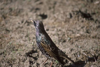 Image of European Starling