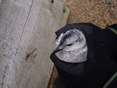 Image of Black Guillemot on Cooper Island