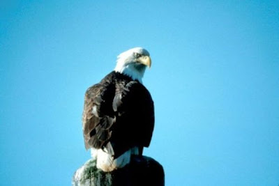 Image of Bald Eagle