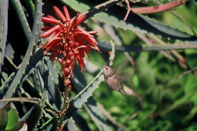Image of Anna's Hummingbird
