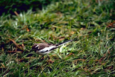 Image of African Pied Wagtail